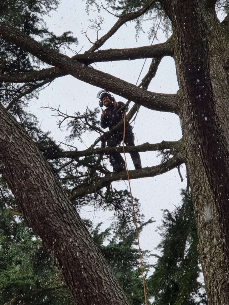 Climber in a tree with no leaves 