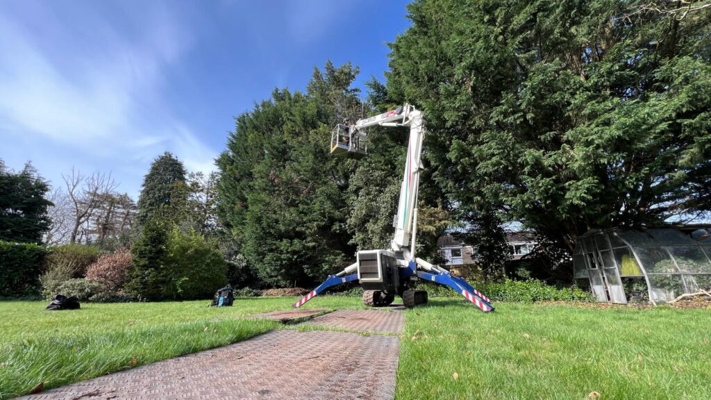 Locations Woking Tree Clinic Surrey 