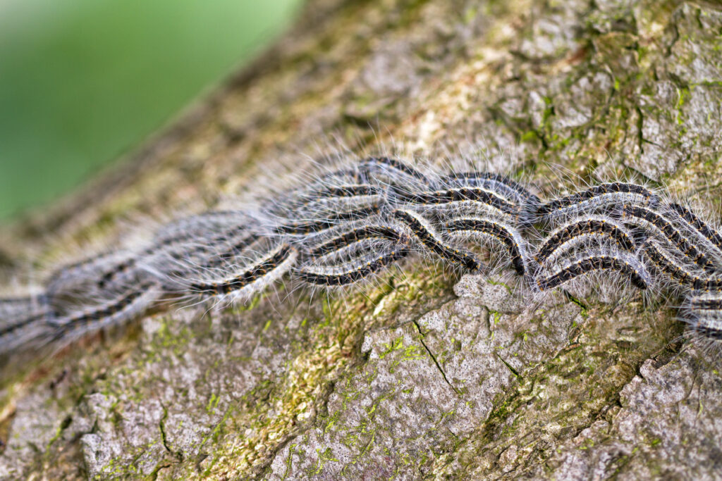 The Oak Processionary (Thaumetopoea processionea) caterpillars on the move on a tree in spring
