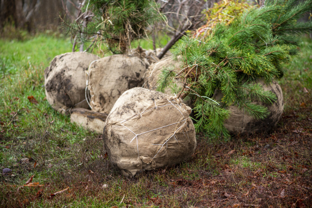Large tree balled ready for planting 