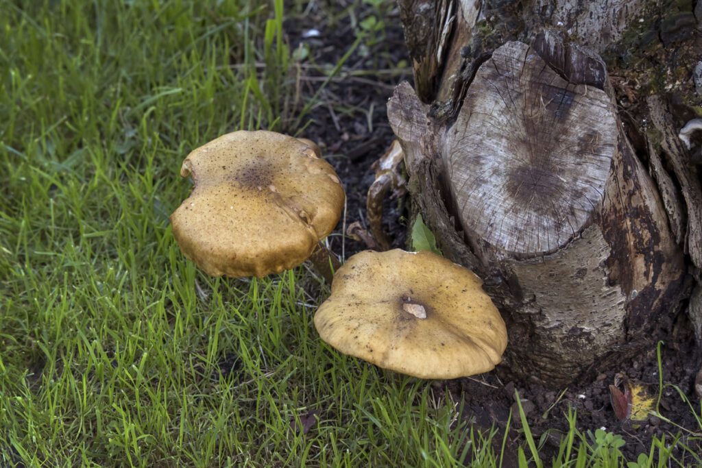 Honey fungus mushrooms show in the autumn