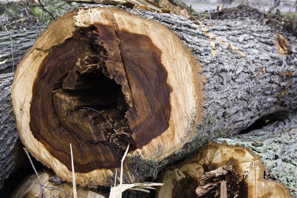 Dutch elm disease